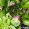 Sempervivum 'Oddity'
