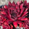 Sempervivum 'Sunray Changeling'