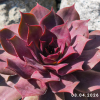 Sempervivum 'Esma'