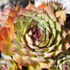 Sempervivum 'Esma'
