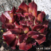 Sempervivum 'Moby Dick'