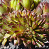 Sempervivum 'Moby Dick'