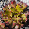 Sempervivum 'Moby Dick'