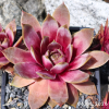 Sempervivum SuperSemps® 'Amethyst'