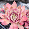 Sempervivum SuperSemps® 'Amethyst'