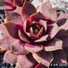 Sempervivum SuperSemps® 'Amethyst'
