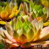 Sempervivum SuperSemps® 'Emerald'