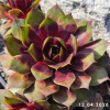 Sempervivum SuperSemps® 'Emerald'