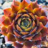 Sempervivum SuperSemps® 'Ruby'