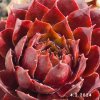 Sempervivum SuperSemps® 'Ruby'