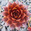 Sempervivum SuperSemps® 'Ruby'
