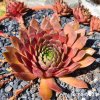 Sempervivum SuperSemps® 'Ruby'