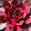 Sempervivum SuperSemps® 'Ruby'