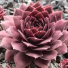 Sempervivum SuperSemps® 'Jasper'