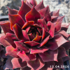 Sempervivum SuperSemps® 'Amber'