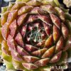 Sempervivum 'Ubuntu'