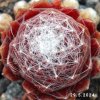 Sempervivum 'Ubuntu'
