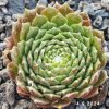 Sempervivum 'Ubuntu'