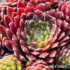 Sempervivum 'Ubuntu'