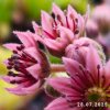 Sempervivum 'Ubuntu'