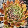Sempervivum 'Dypsy'