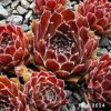 Sempervivum 'Dypsy'