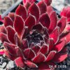 Sempervivum 'Dypsy'