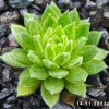 Sempervivum 'Amazonas'
