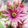 Sempervivum 'Amazonas'