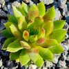 Sempervivum 'Amazonas'