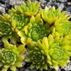 Sempervivum 'Amazonas'