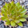 Sempervivum 'Amazonas'