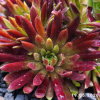 Sempervivum 'Amazonas'
