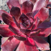 Sempervivum 'Allas'