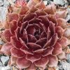 Sempervivum 'Lady in Red'