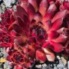 Sempervivum 'Lady in Red'