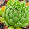 Sempervivum 'Baby Faraon'