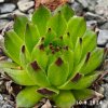 Sempervivum 'Baby Faraon'
