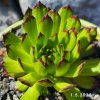 Sempervivum 'Baby Faraon'