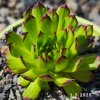 Sempervivum 'Baby Faraon'