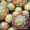 Sempervivum 'Hey Hey'