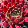 Sempervivum 'Hey Hey'