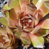Sempervivum 'Gele Komeet'