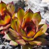 Sempervivum 'Gele Komeet'
