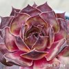 Sempervivum 'Gele Komeet'
