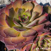 Sempervivum 'Lemonade Joe'