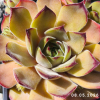 Sempervivum 'Lemonade Joe'