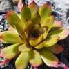 Sempervivum 'Lemonade Joe'
