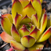 Sempervivum 'Lemonade Joe'