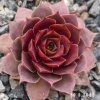 Sempervivum 'Rainbow Star (II)'